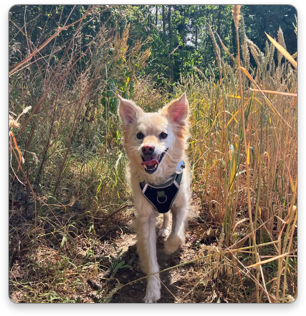 Taco on the run